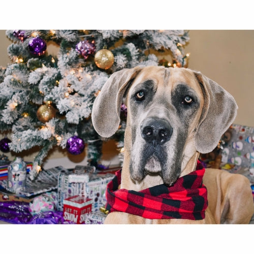 Al Borland Scarf Hundehalstuch – Premium Hunde Halstuch mit modischem Design
