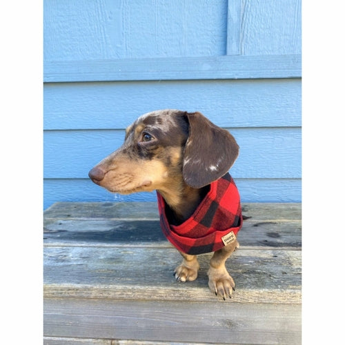 Al Borland Scarf Hundehalstuch – Premium Hunde Halstuch mit modischem Design