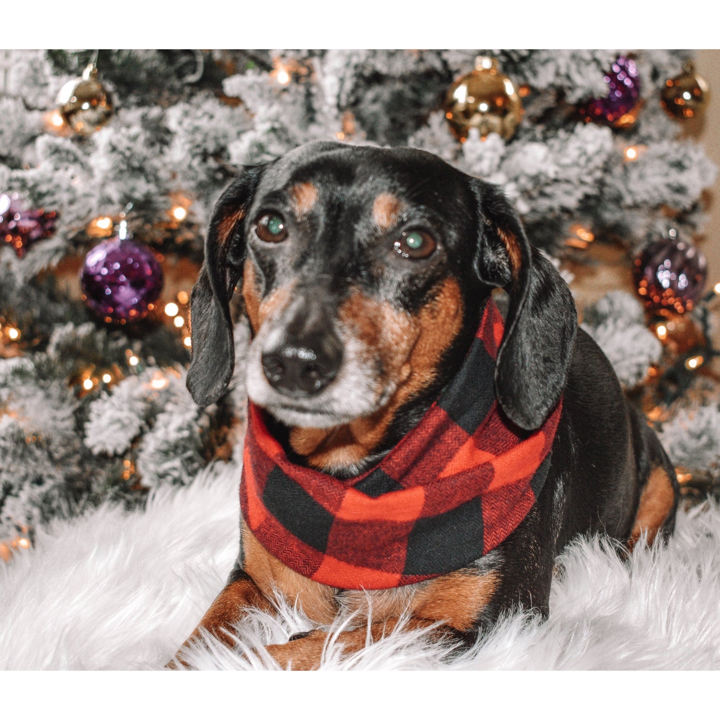 Al Borland Scarf Hundehalstuch – Premium Hunde Halstuch mit modischem Design