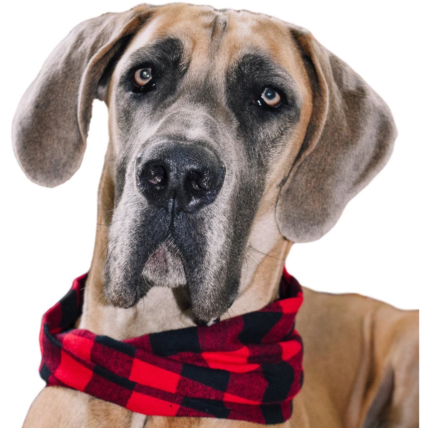 Al Borland Scarf Hundehalstuch – Premium Hunde Halstuch mit modischem Design