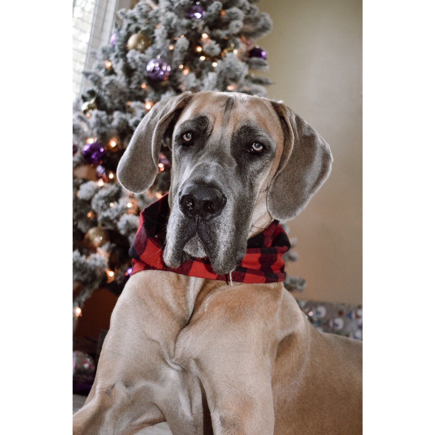 Al Borland Scarf Hundehalstuch – Premium Hunde Halstuch mit modischem Design