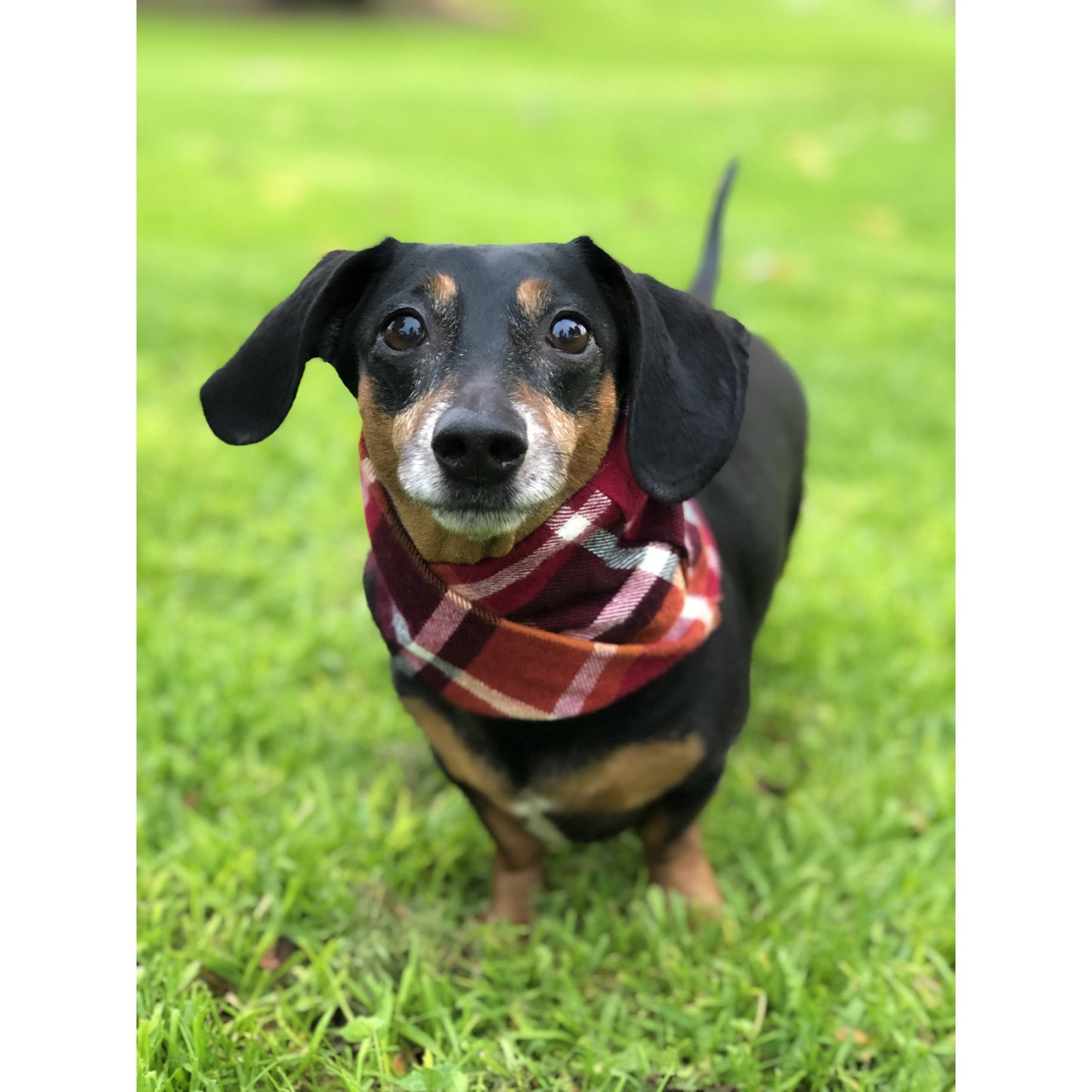 Spice Latte – Hundeschal / Hundehalstuch