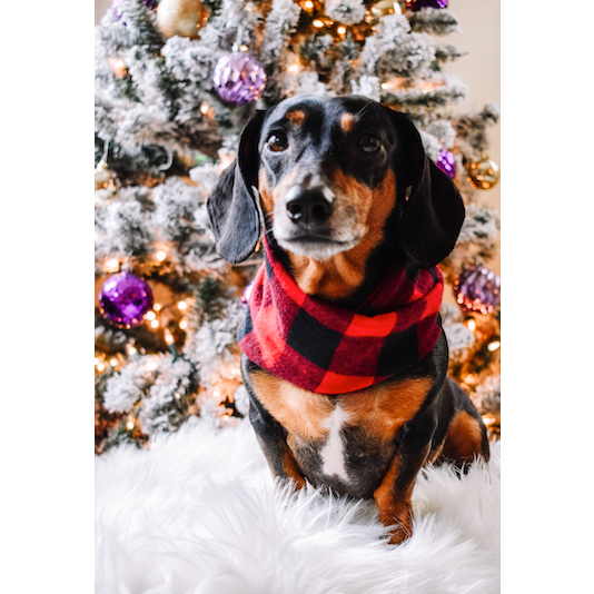 Al Borland Scarf Hundehalstuch – Premium Hunde Halstuch mit modischem Design