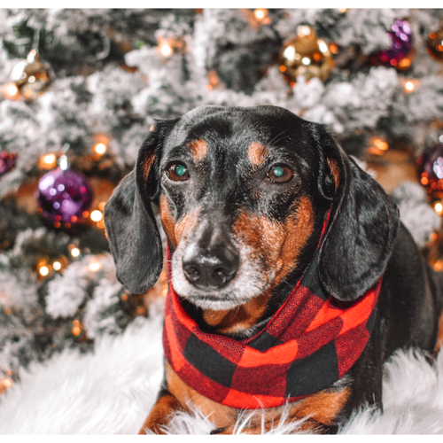Al Borland Scarf Hundehalstuch – Premium Hunde Halstuch mit modischem Design