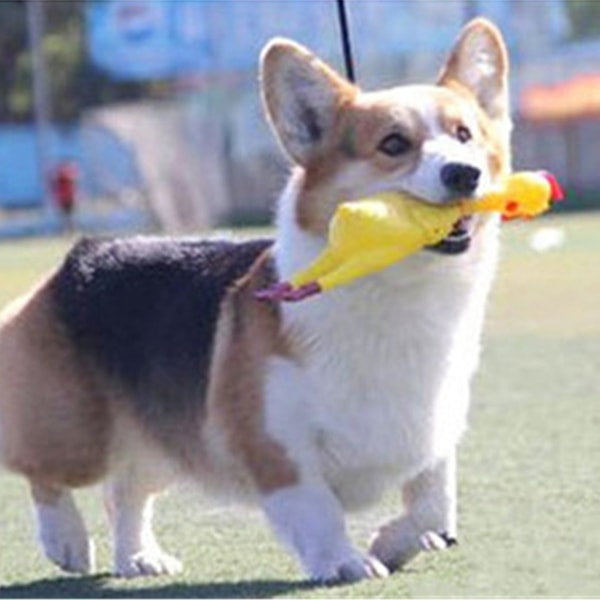 Quietschende Schrei-Ente für Hunde & Katzen – Lustiges Quietsche-Spielzeug